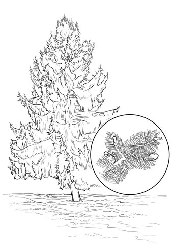 Sitka Spruce Coloring Page